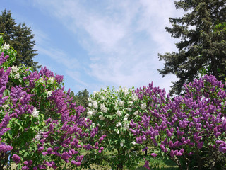 Obraz premium magnificent bushes of blossoming lilacs against the background of firs and blue skies