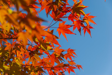 Orange autumn leaves with clear sky background