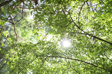 Bright sun in the forest