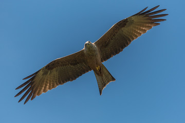 Milvus in flight