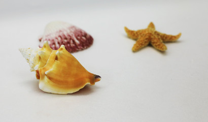 Pattern in the form of a circle of sea shells and starfish, isolated on a white background.