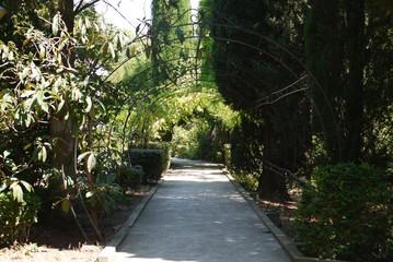 The alley in the park is among the green scenic nature with a wire arch made by hand. A beautiful place for walking with a day off.