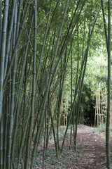 Fototapeta na wymiar Forêt de bambous en France