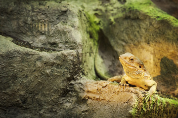 Pogona vitticeps right_Bartagame