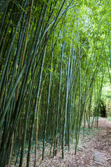 Forêt de bambous en France