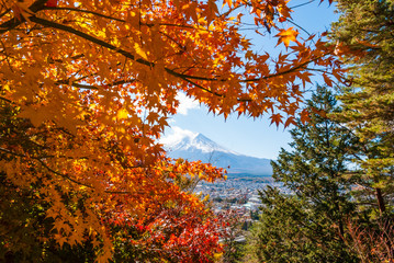 Autumn tree and Mountain Fuji