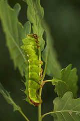 Japanese Oak Silkmoth - Antheraea yamamai, large yellow and orange moth from East Asian woodlands.