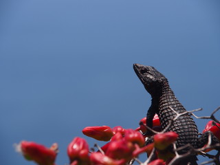 small dragon on blue