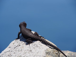 small dragon enjoying the view © Vero Misura