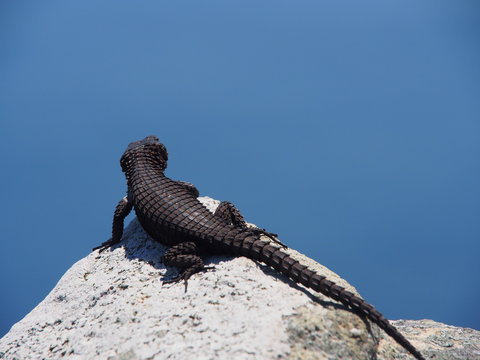 small dragon enjoying the view