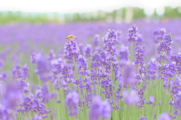 富良野のラベンダー