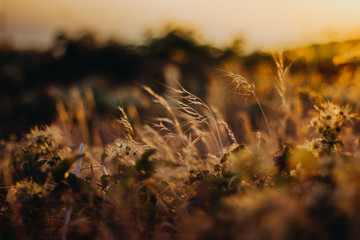 Feld - Cres, Kroatien