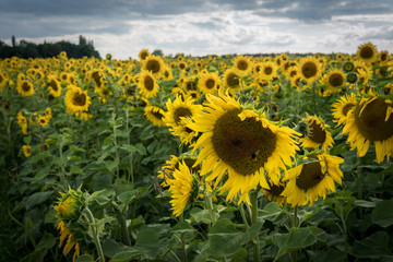 Obraz premium Sonnenblumenfeld