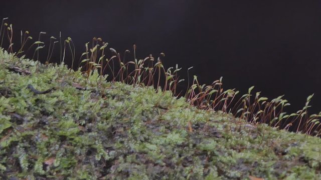Dolly shot of Mosses, Division Bryophyta, is small growing in damp or shady locations at tropical rain forest.