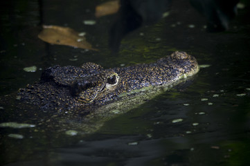 An adult crocodile lurking just above the water level with both eyes visible