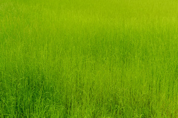 Background of green grass, texture.
