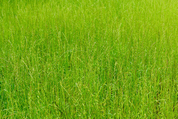 Background of green grass, texture.