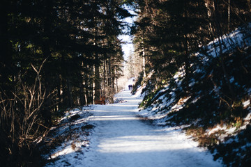 Gaisberg Salzburg - Schneewanderung