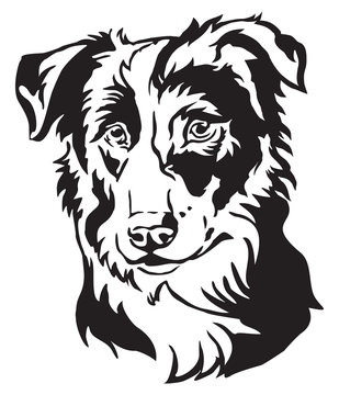 Decorative portrait of Dog Border Collie vector illustration