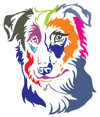 Colorful decorative portrait of Dog Border Collie vector illustration