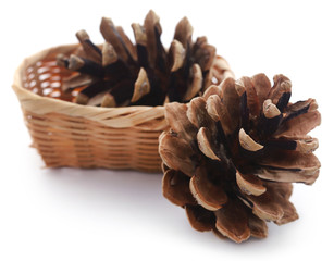 Pinecone