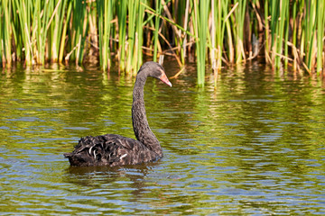 Black swan (Cygnus atratus) in water