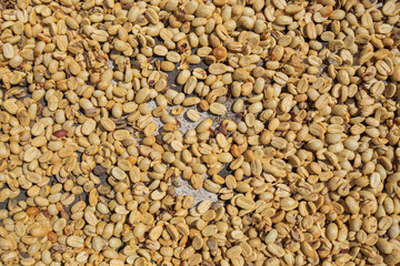 Arabica coffee berries on the   floor.Organic coffee farm on Indonesia.