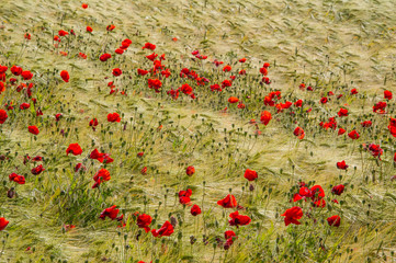 Fototapeta premium COQUELICOT