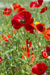 COQUELICOT