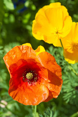 Obraz premium COQUELICOT