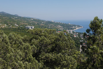 Fototapeta na wymiar wide green trees under a blue sky on the background of a beautiful coastal town