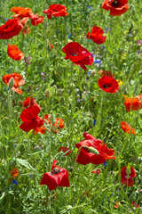 Naklejka premium COQUELICOT