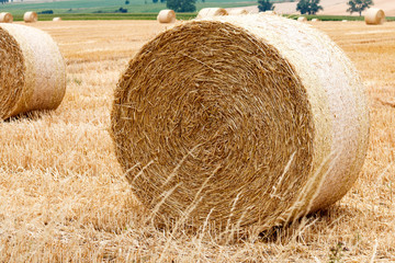 pressed straw bales on a field