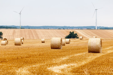 pressed straw bales on a field