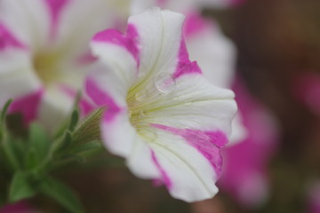 Zweifarbige Petunie mit Wassertropfen