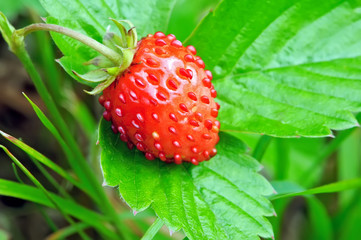 Closeup one ripe woodland strawberry Fragaria vesca