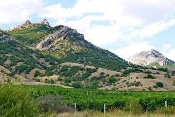 wide grape plantations under a blue sky on the background of a high steep cliff
