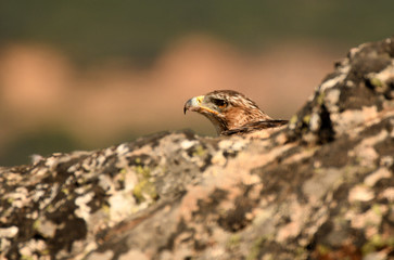 Cabeza de aguila entre las rocas