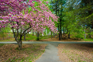 Trail and trees at Edgewood Park in New Haven, Connecticut