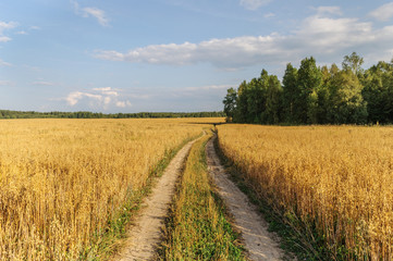 Dirt road in yellow field