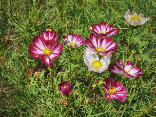 Pink and White Flowers with Yellow Pollens