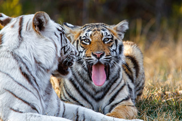 Yawning yellow cub from a female white tiger in Tiger Canyons Game Reserve in South Africa