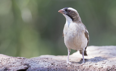 White browed Sparrow-Weaver drinks water from a waterhole in Kalahari desert