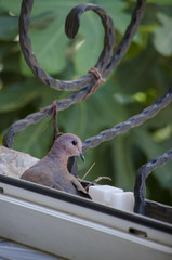 Lovely Dove sitting on her Egg