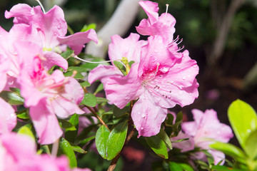 The aroma of flowering azaleas of white, pink, red, bard colors is spread all over the greenhouse.