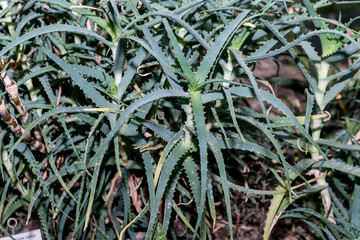 Juicy, thorny bush aloe vera - a useful plant in medicine.