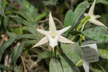 Surprising in their beauty, flowering multicolored orchids grow in the orchidarium.