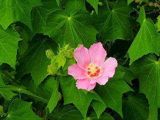 Obraz premium 芙蓉の花