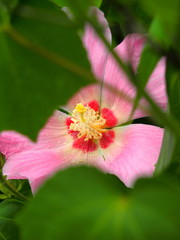 葉の間から見える芙蓉の花