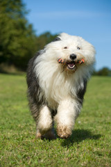 Rennender Bobtail mit Spielzeug